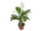 SPATHIPHYLLUM COM FLOR P19 (LIRIO DA PAZ)