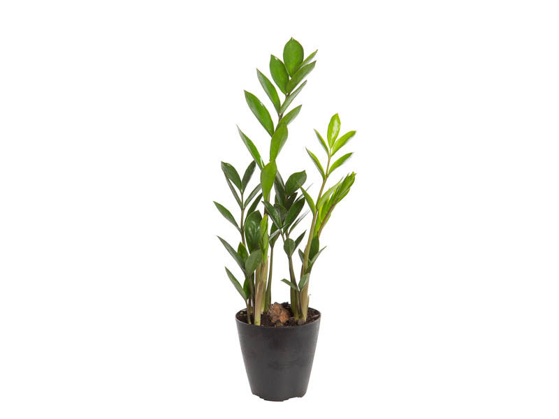 Zamioculcas Mini P09