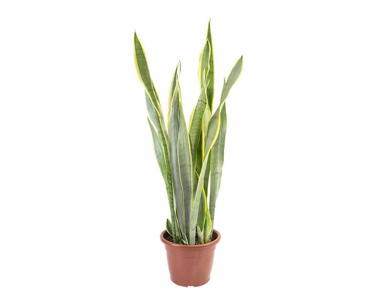 Sansevieria P24