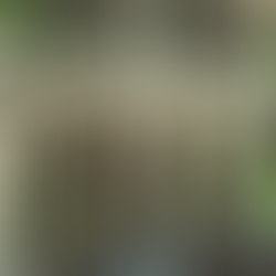 A Season of Gratitude at Historic Palm Cottage: Honoring a Legacy in Bloom