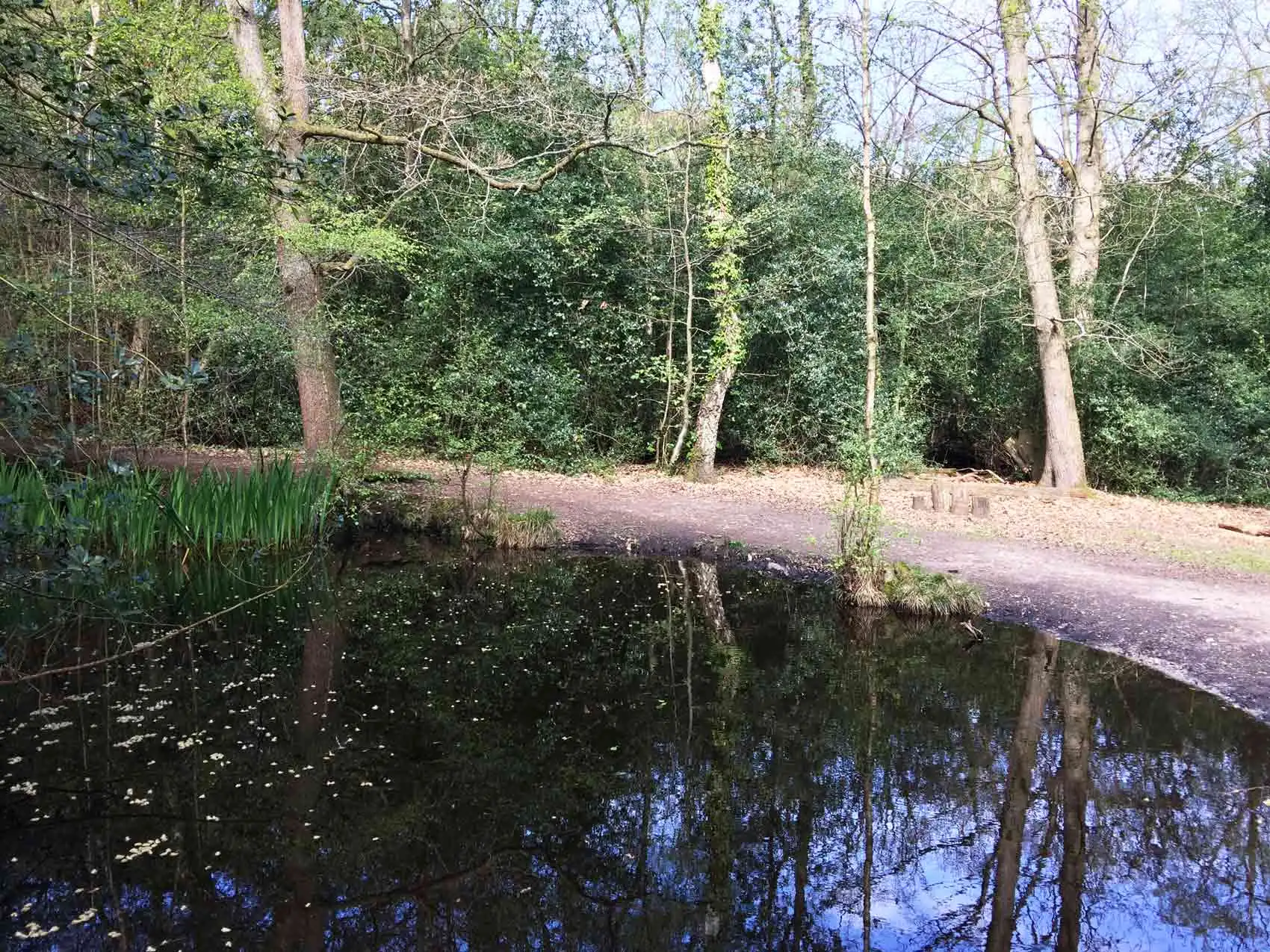 Rowhill-Nature-Reserve-Aldershot-15.webp