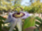 passiflore