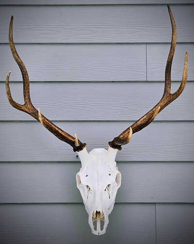 Elk Euro Mount