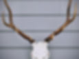 Euro Elk Mount
