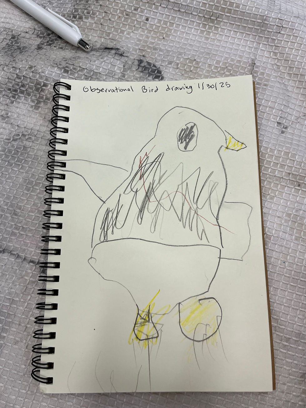 Observational Bird Drawings