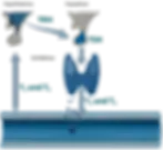 TSH ist ein Hormon und steht für Thyreoidea-stimulierendes Hormon (auch: Thyrotropin)