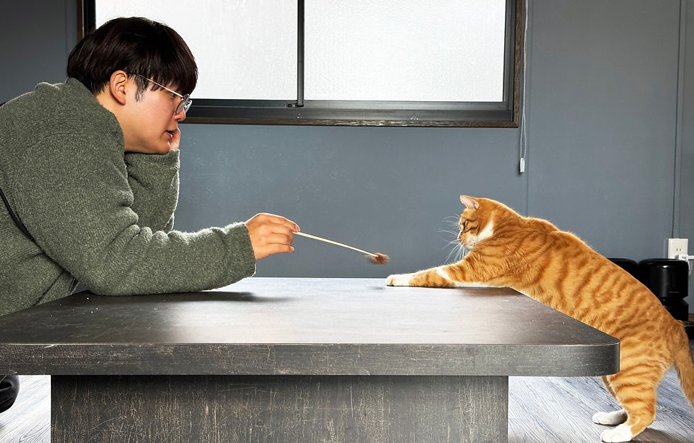 代表の清水と保護猫がおもちゃで遊んでいる様子