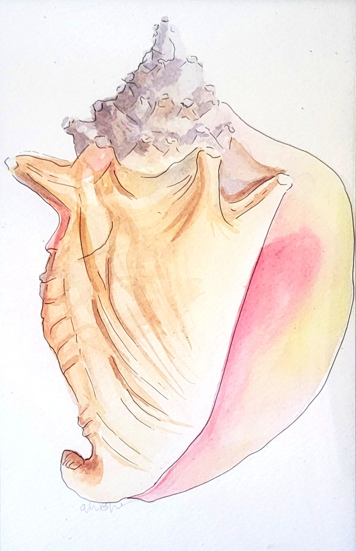 Sunset Conch