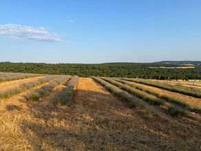 Une nouvelle distillerie aux Bergers des lavandes à Quissac