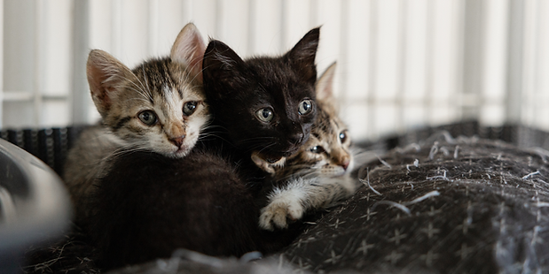 Untitled design (58).png