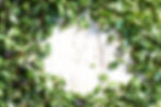 Cultivate%20ChCh_s%20Kale%20Laid%20Out_edited.jpg