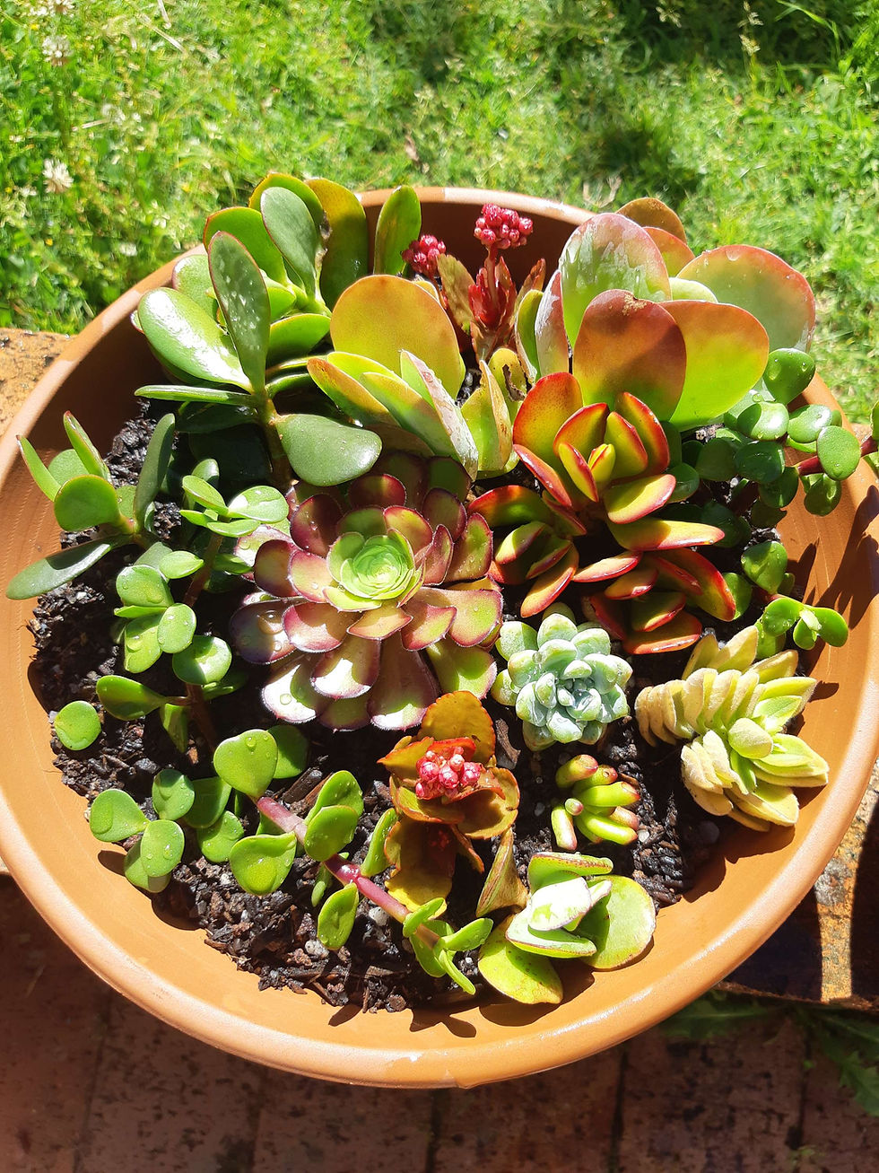 Succulent Mixed LARGE