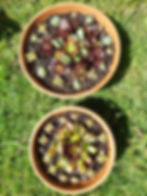 Thumbnail: Succulent Symmetric LARGE