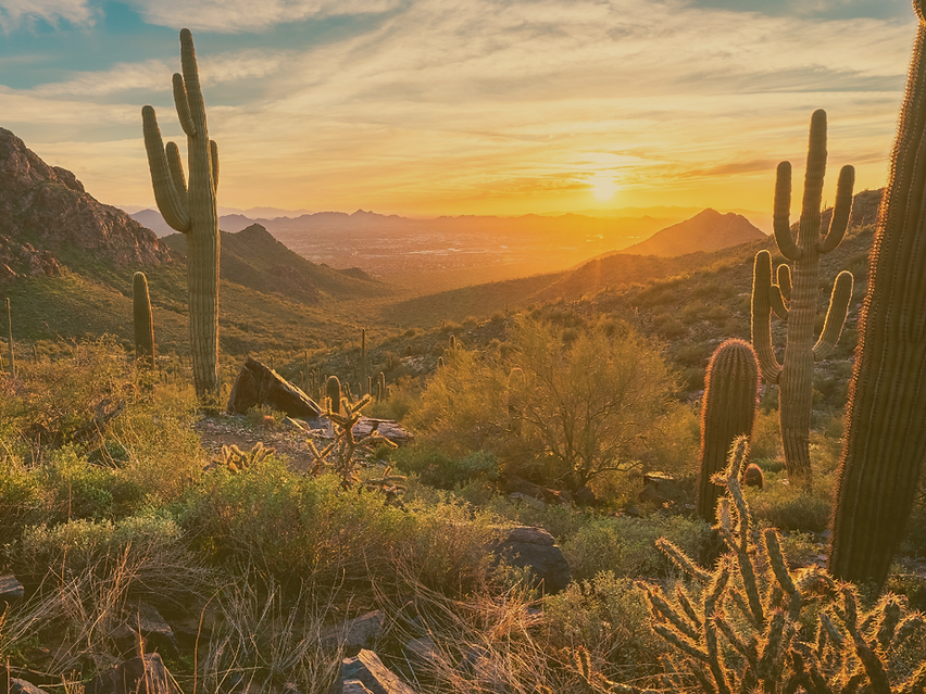 Matted Desert Landscape.png