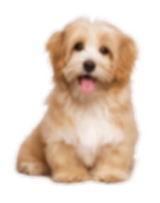 Muddy Paws Dog Training