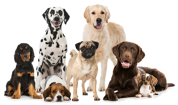 Muddy Paws Dog Training