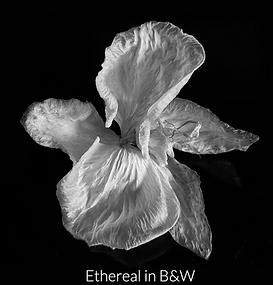 IMG_6898bw_edited.png