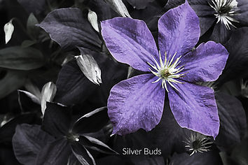 SilverBuds_12x18_edited.jpg