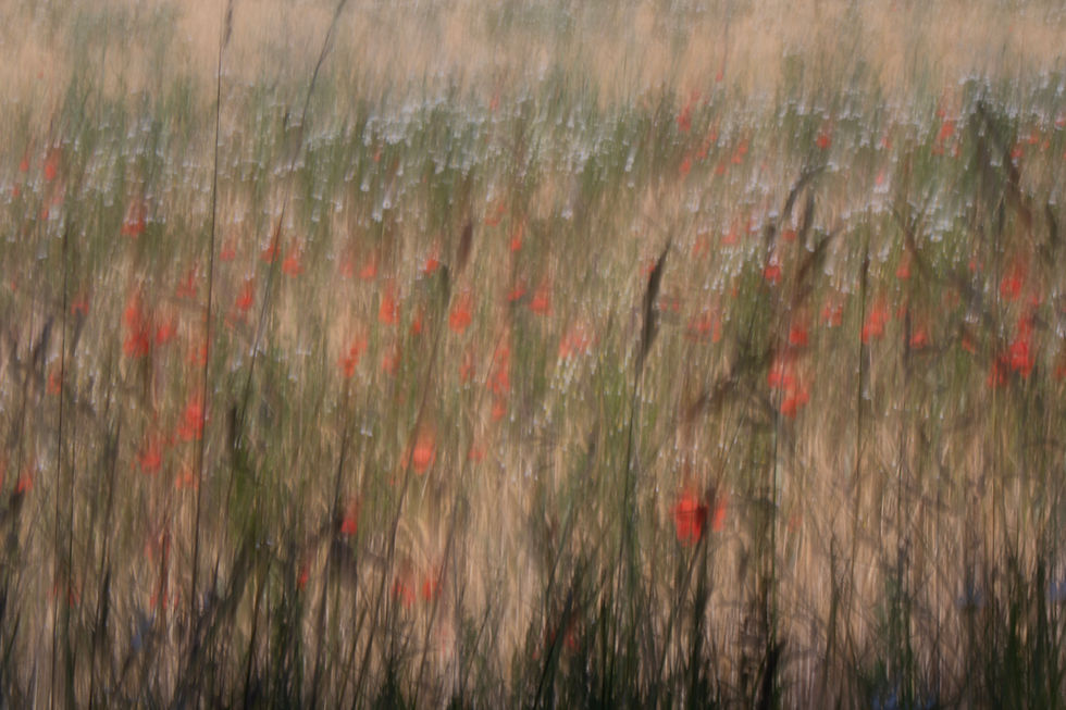 Rewilding