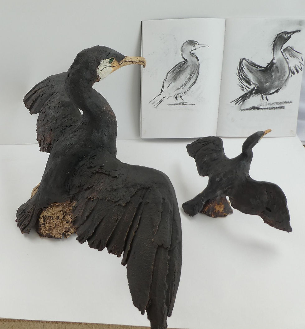 Gill Ellison Cormorants and studies