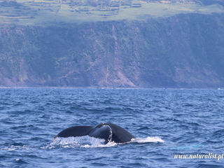 |20230624| Great show from a humpback whale!