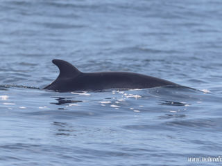 |20220501pm| Minke whale surprise | Surpreendidos por uma baleia anã