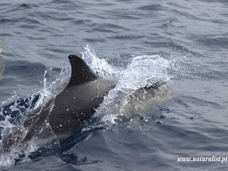 |20230706| Common dolphins and breaching sperm whales !