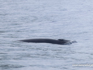 |20230914| Rare sighting of a Minke whale!