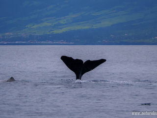 |20230513| A calm ocean with a lot of species!!