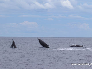 |20230718| A full day in the ocean!