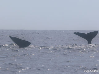|20220602pm| Sperm whales and rough weather | Cachalotes e mar tempestuoso