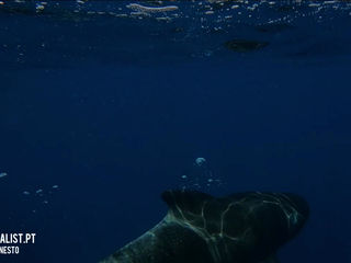 |20230610| Amazing Pilot whales!!