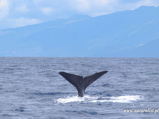 |20230702| A day full of sperm whales and dolphins !