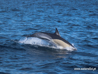 |20230404| Five marine species in one day !!