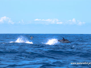 |20230617| Common dolphins, Sperm whales and bottlenose dolphins !