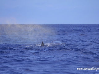 |20230803| Wild watch Azores !