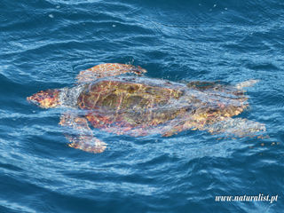 |20230424| Amazing Sperm whales!