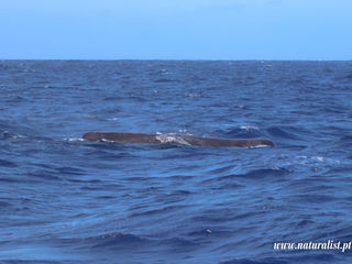 |20230904| Whale and dolphin watching in Faial !