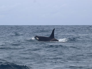 |20230525| Orcas, sperm whales, common and bottlenose dolphins !!