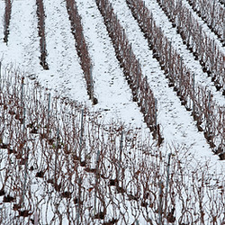 vigne hiver