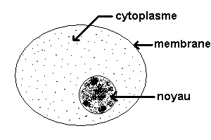 schema_cellule.gif