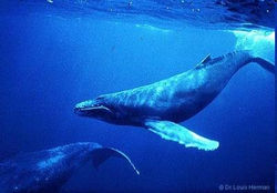 baleine bleue