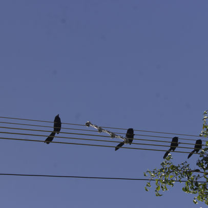 O ANU QUE SOBE PRETO