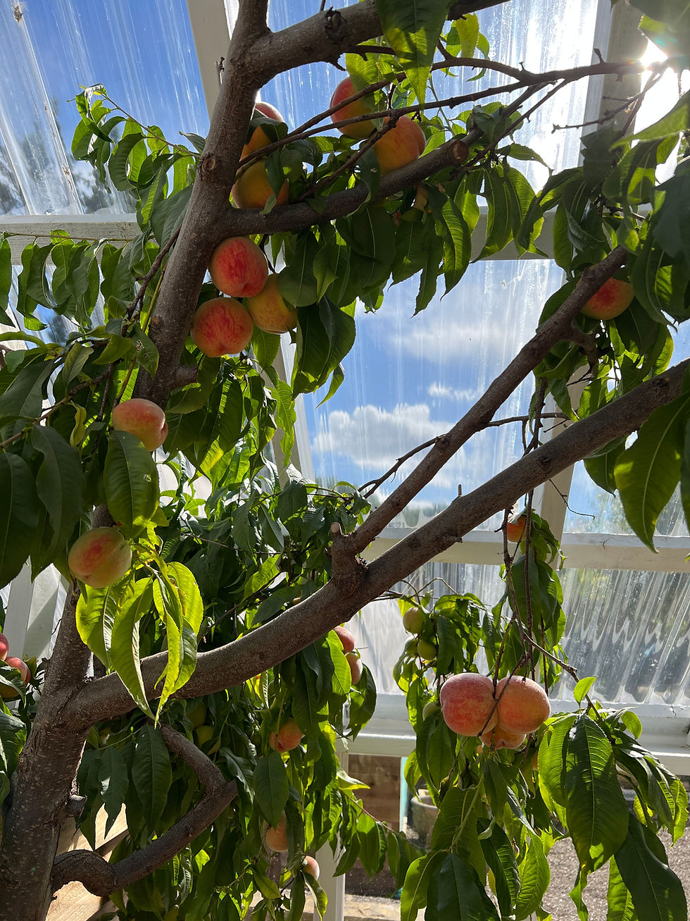 Thumbnail: Fruit Painting in the Green House - Sun 12th July, 11-1:30pm  with Drink & Scone