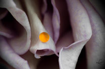 photo zoom rose goutte macro couleur