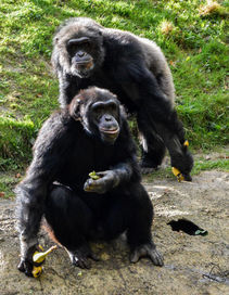 Photo Couleur Animaux singe chimpanzé