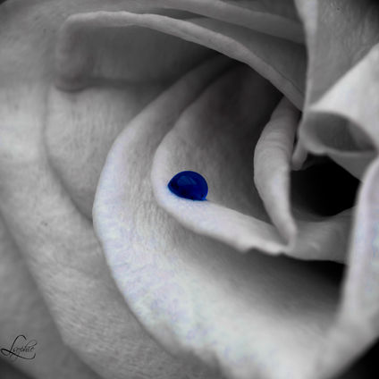 photo zoom rose goutte macro couleur