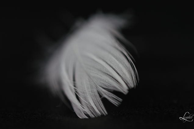 Photo Macro Zoom Plume Blanche Noir Goutte
