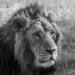 Photo Noir Blanc Animaux lion