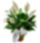 avasflowers-sympathy-peace-lily-plant-deluxe-medium-14231.jpg